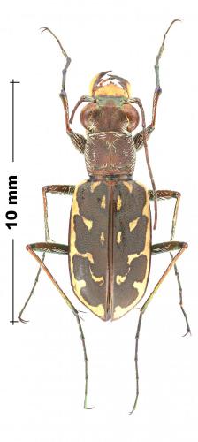 Lophyra obliquograciliaenea